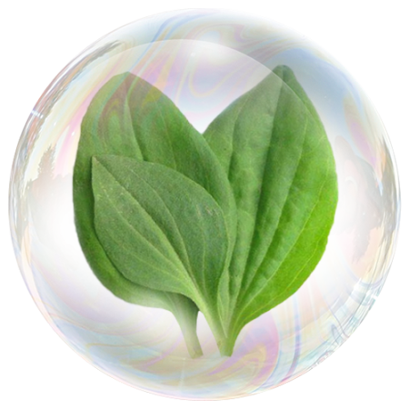 ​​​​​​​Psillium (Semințe de pătlagină)